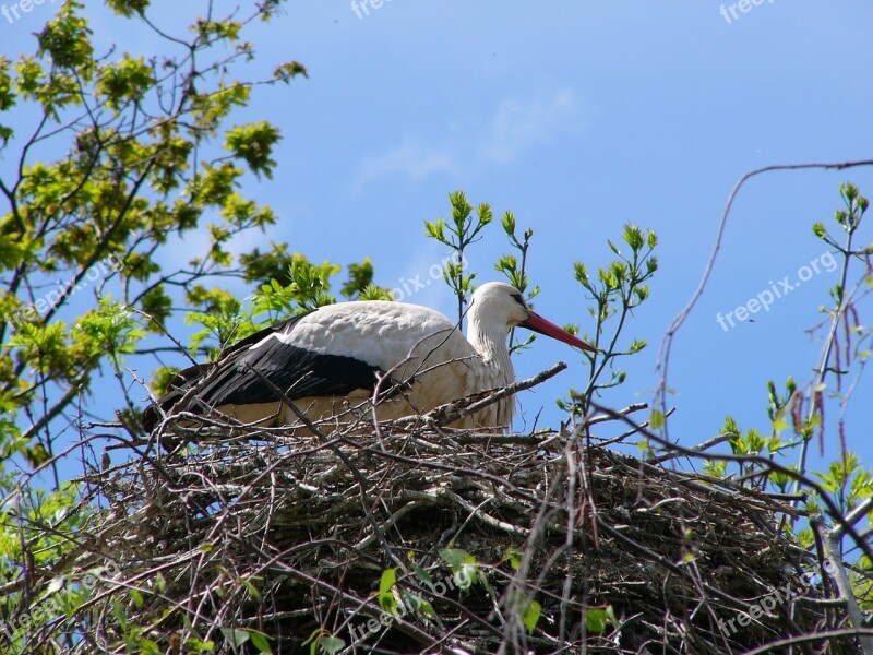 Bird Stork Nest Nature Animal