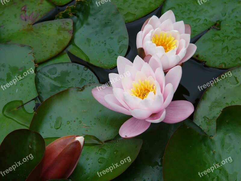 Flower Water Water Lily Nature Drops Of Water