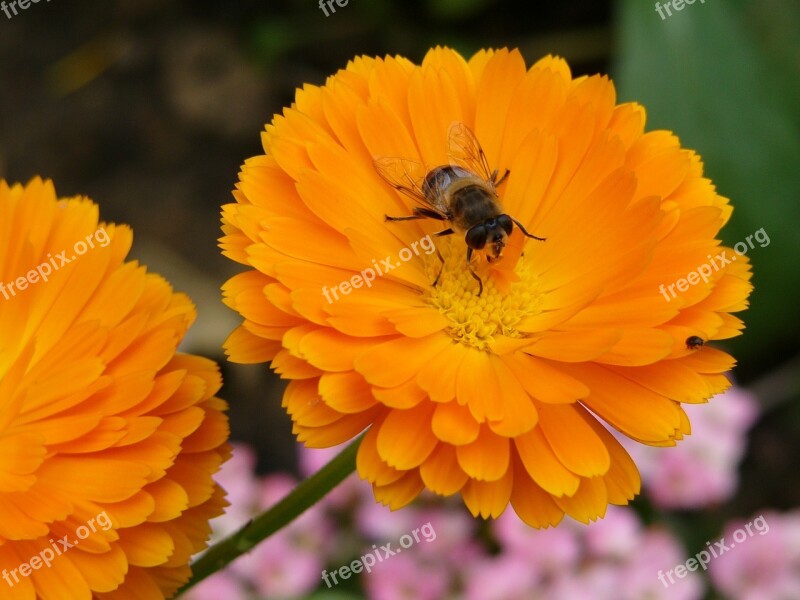 Flower Bee Orange Insects Garden