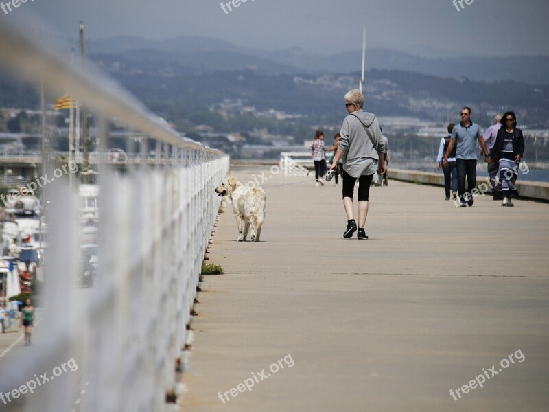 Walk Pet Dog Animal People Walking