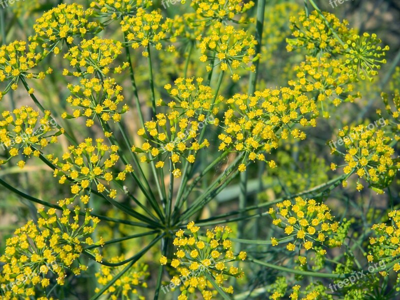 Dill Umbrella Dill Seasoning Herbs Spices