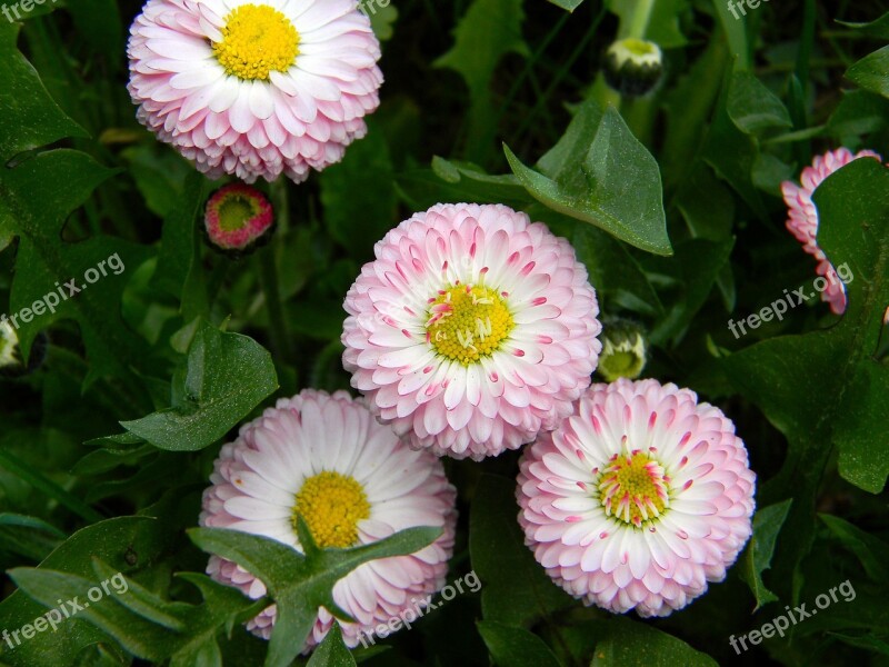 Daisy Pink Flowers Small Flowers Grass Flower Bed