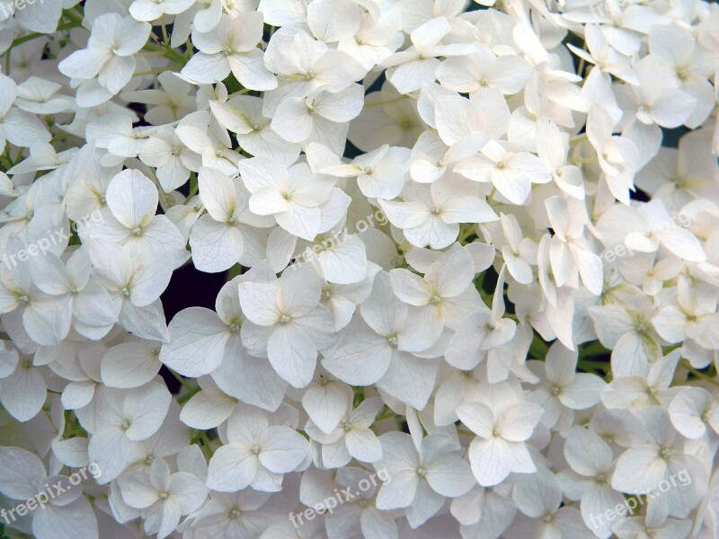 Hydrangea White Flower Hydrangea Special White Hydrangea White