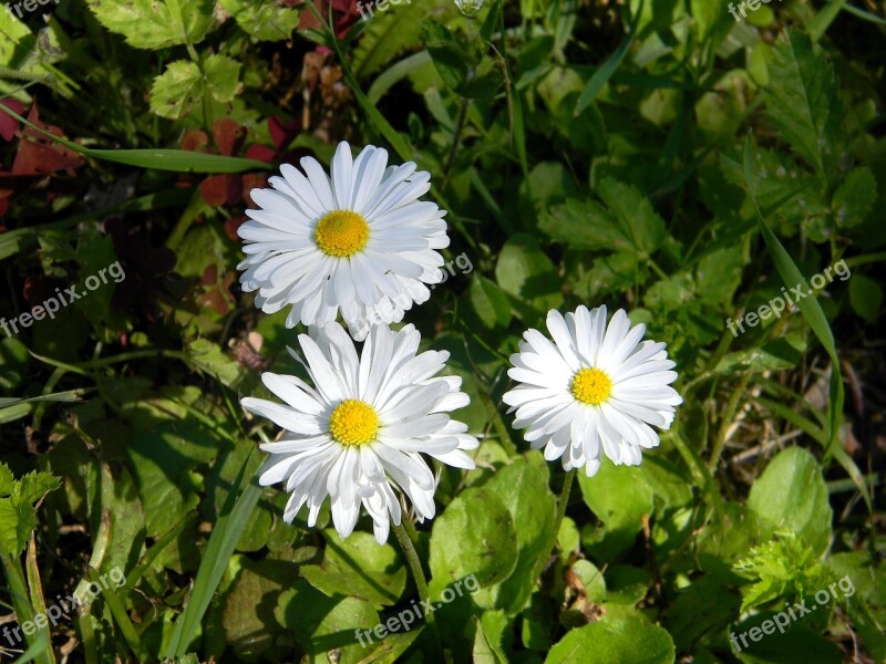 Daisy Flower White Flowers Field Chamomile