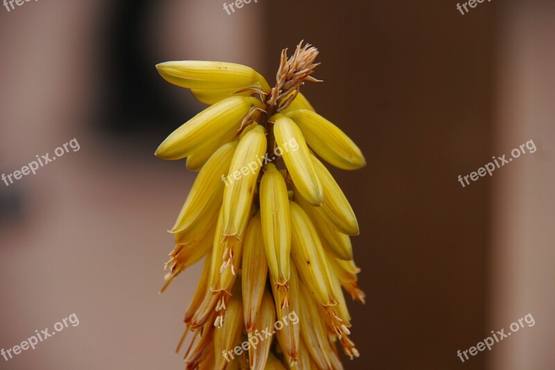 Flower Of Aloe Vera Aloe Vera Nature Plant Flower