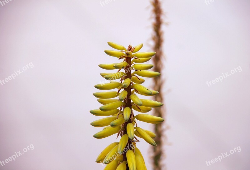 Aloe Vera Flowers Seed Nature Plant