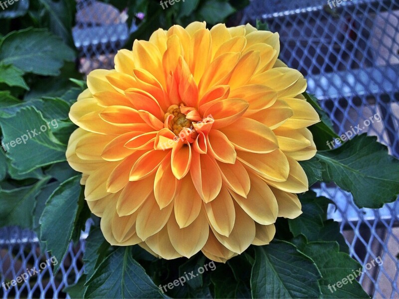 Dalia Flower Plant Bloom Bright