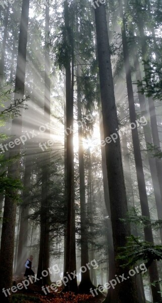 Forest Fog Light Child Nature