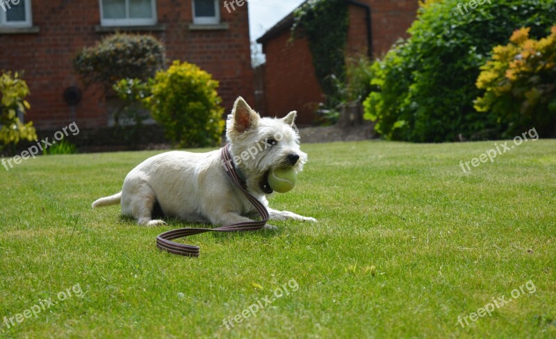 Dog Dog Playing Canine Terrier Play