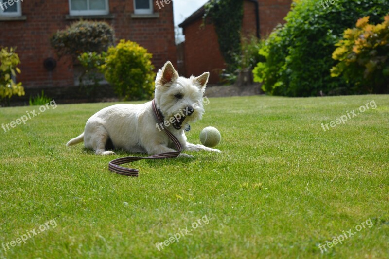 Dog Dog Playing Canine Terrier Play