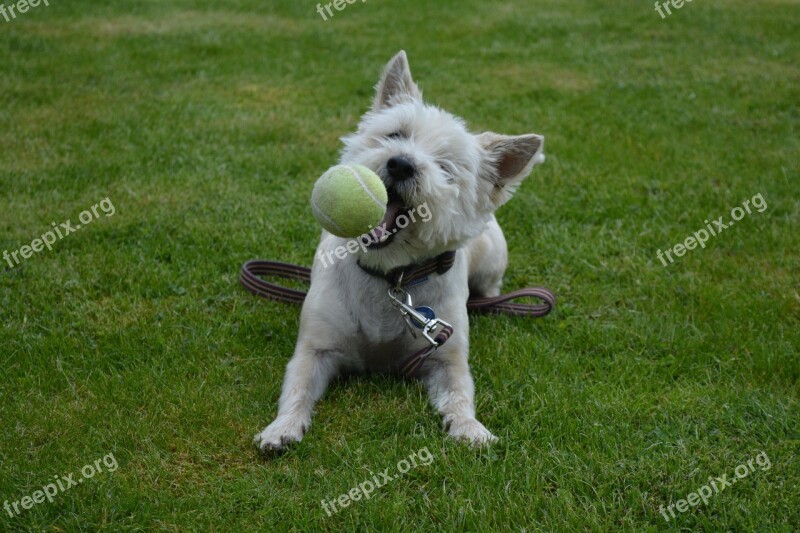 Dog Dog Playing Canine Terrier Play