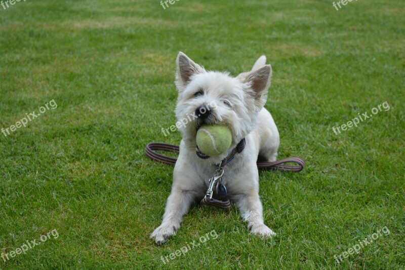 Dog Dog Playing Canine Terrier Play