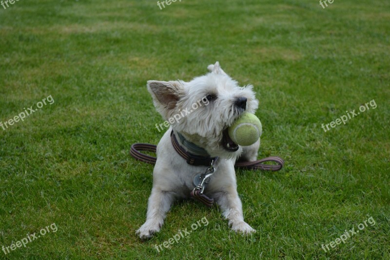 Dog Dog Playing Canine Terrier Play