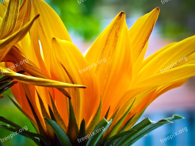 Ice Plant Flower Blossom Bloom Nature