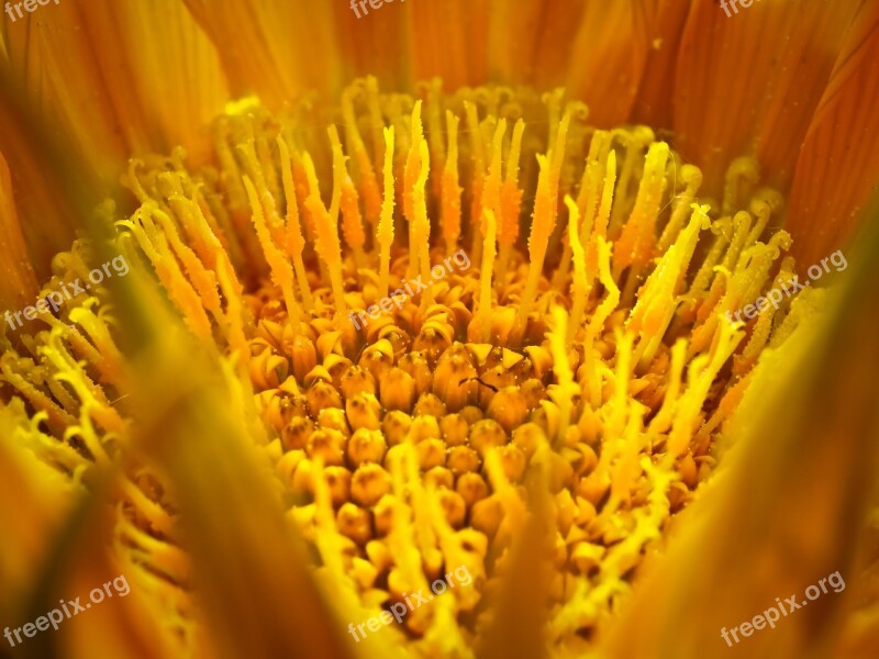 Ice Plant Flower Blossom Bloom Nature