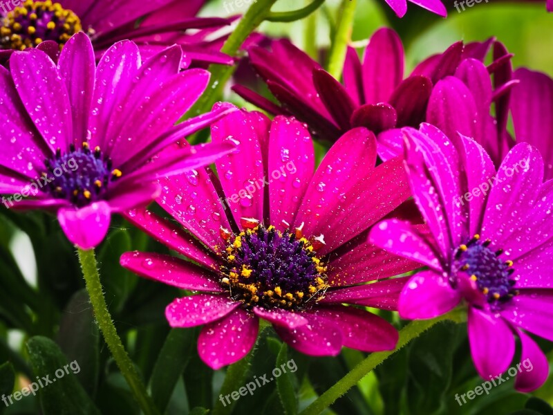 Cape Basket Flower Composites Flowers Cape Daisies