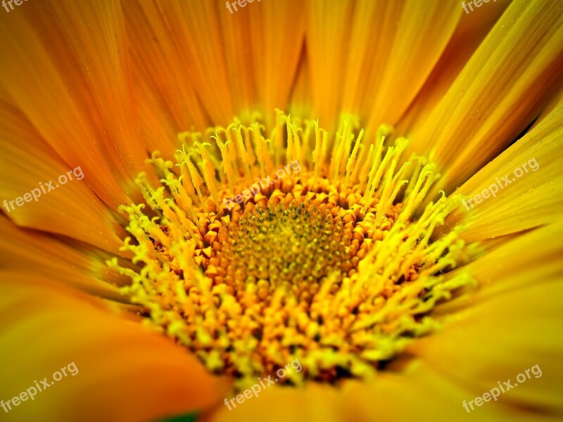 Gerbera Flower Blossom Bloom Macro