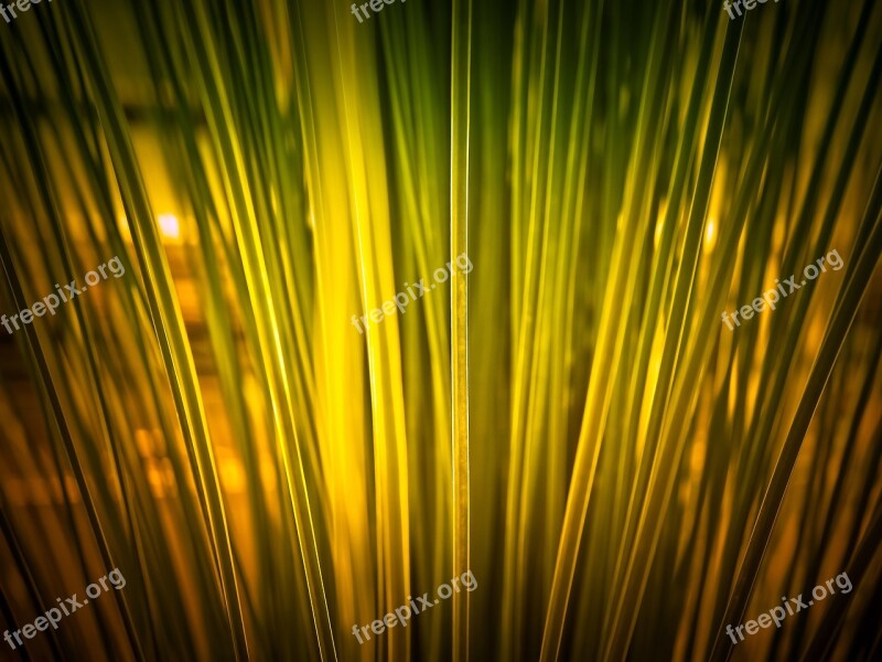 Elephant Grass Grass Bamboo Grassedit This Page Ornamental Plant Reed