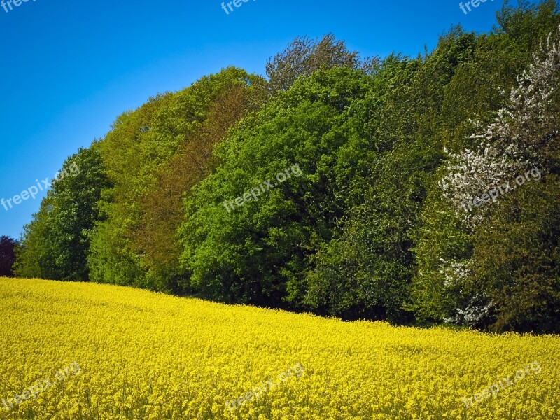 Field Of Rapeseeds Oilseed Rape Yellow Plant Blossom