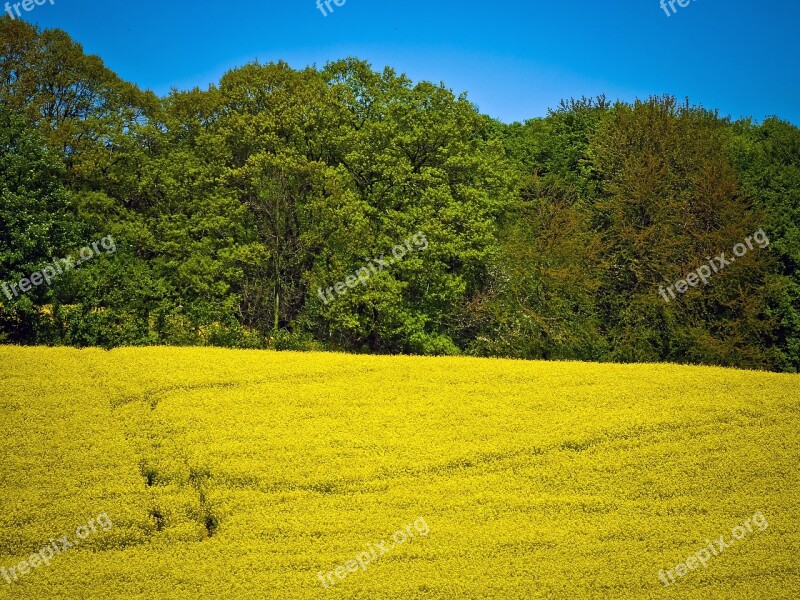 Field Of Rapeseeds Oilseed Rape Yellow Plant Blossom