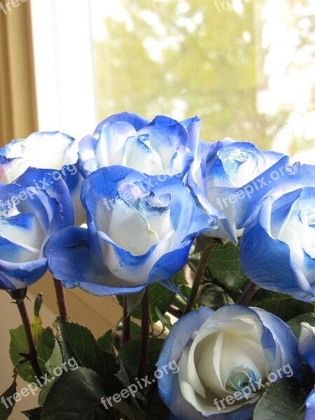 Roses Bouquet Blue Rose Light Close