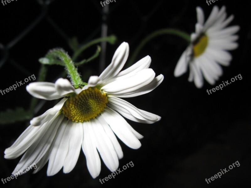 Marguerite White Meadow Margerite Bloom Blossom