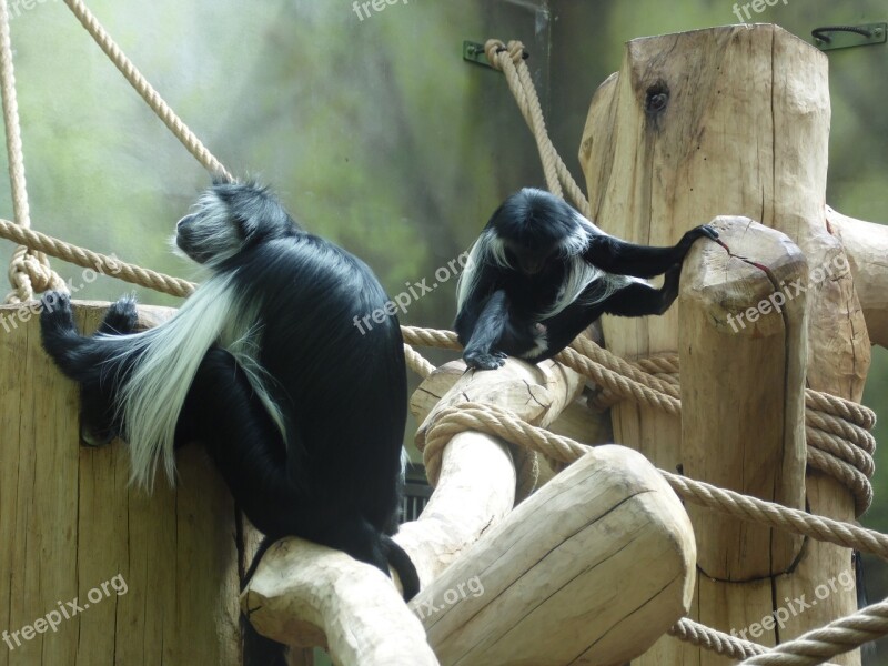 Animals Monkeys Zoo Fauna Nature