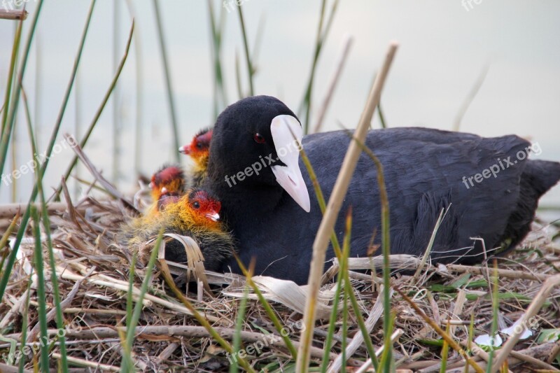 Hatching Boy Birds Bird Nature