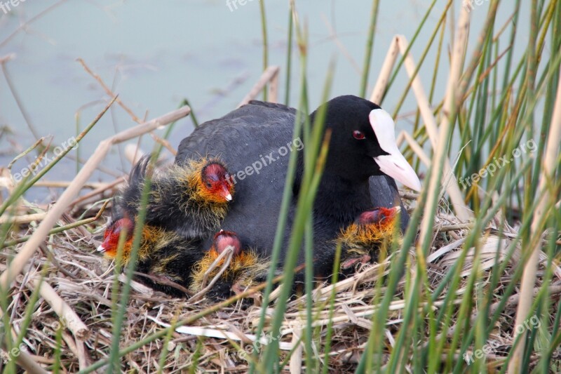 Hatching Boy Birds Bird Nature