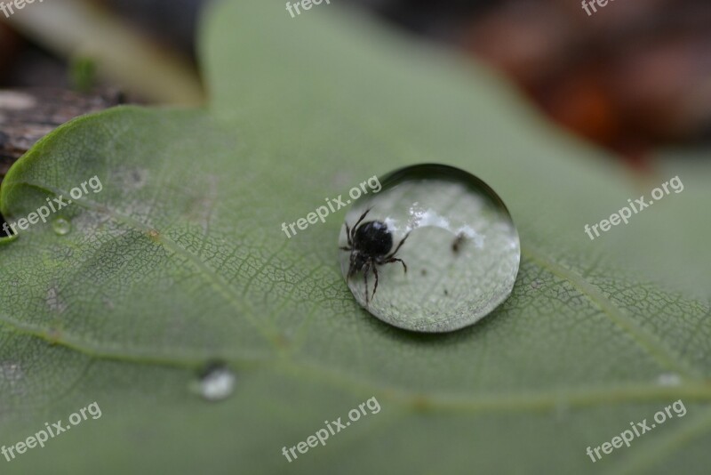 Tick Drip Tick In Drops Drop Of Water Free Photos