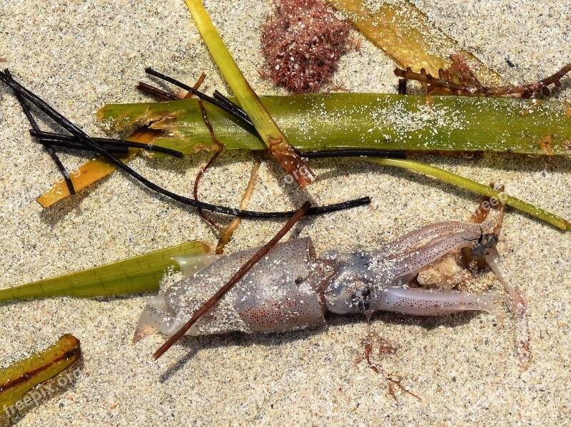 Beach Sand Squid Marine Life Sea Grass