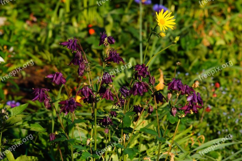 Flowers Purple Nature Flower Purple Filigree