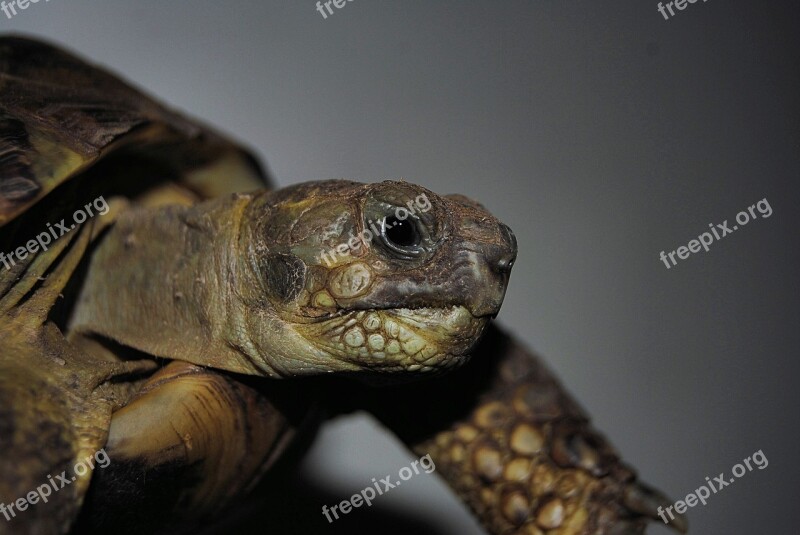 Turtle Reptile Water Turtle Slowly Animal