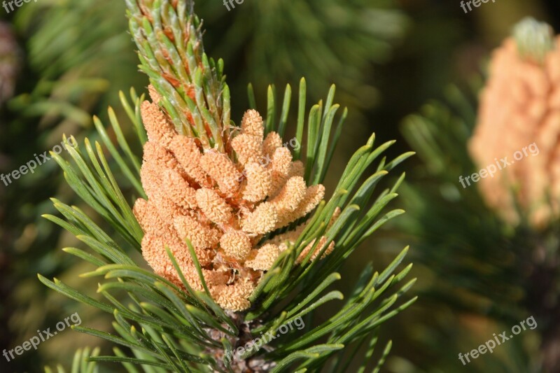 Pine Pine Cones Tap Pine Branch Immergrüner Tree