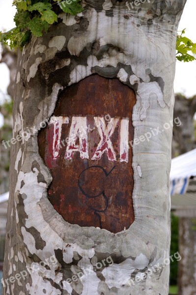 Taxi Tree City Stand Park