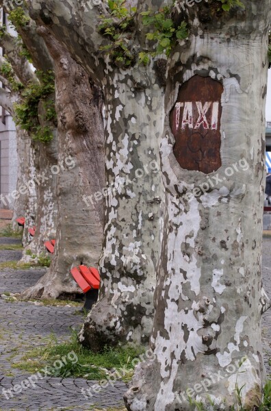 Taxi Stop Tree Shield Log