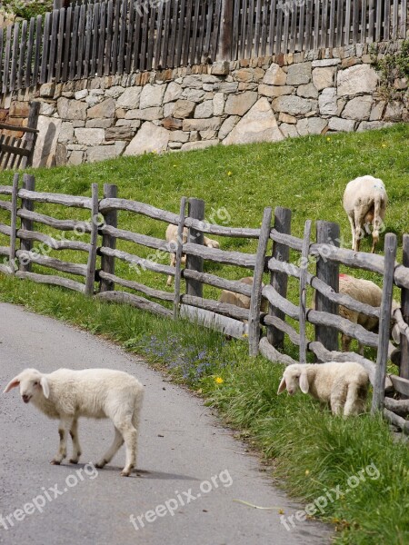 Sheep Lambs Playful Ausgebüxt Lamb