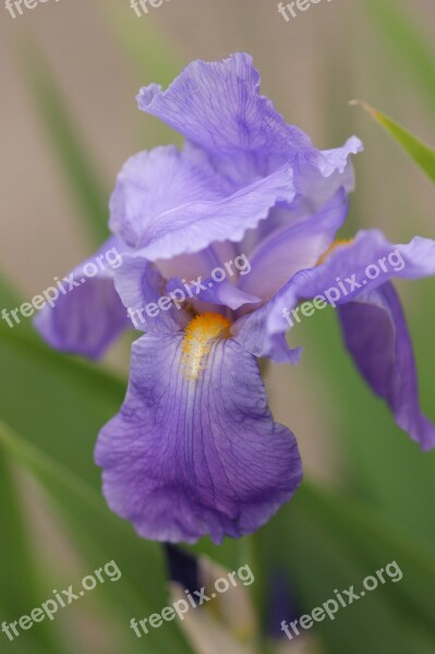 Iris Purple Flower Blossom Bloom