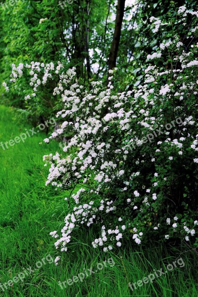 Flowers White Flowers Spring Blossom Nature