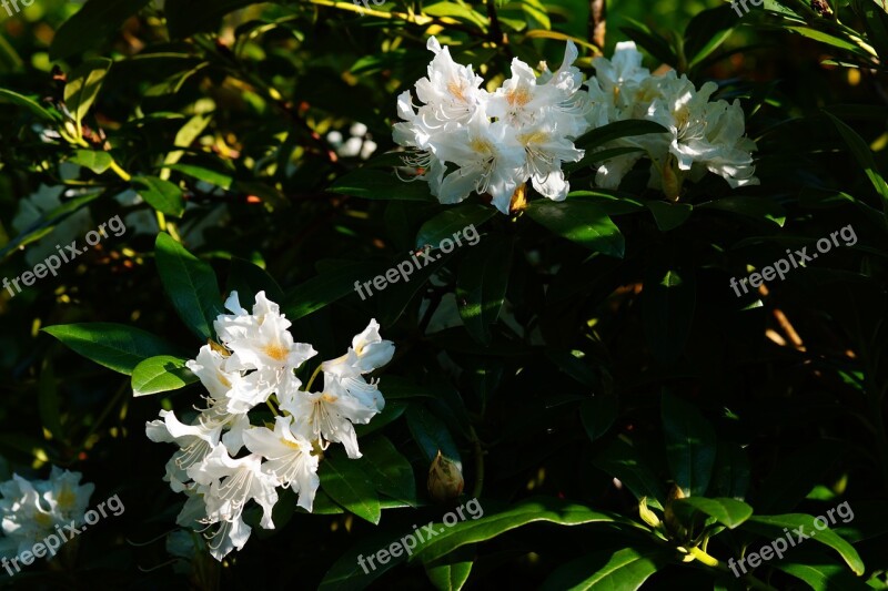 Flower Flowers Rhododendrons Nature Plant