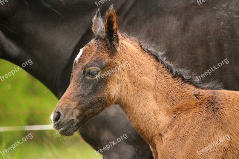 Horse Foal Suckling Brown Mold Thoroughbred Arabian