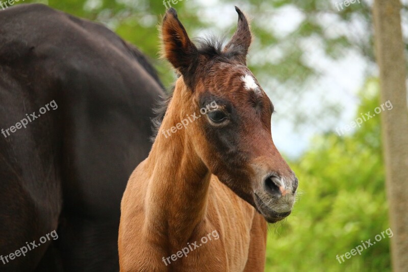 Horse Foal Suckling Thoroughbred Arabian Brown Mold