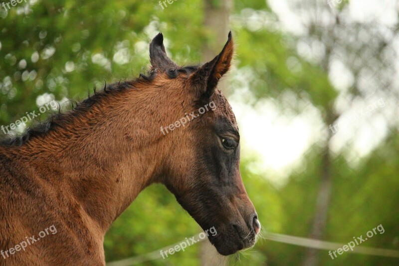 Horse Foal Suckling Brown Mold Thoroughbred Arabian