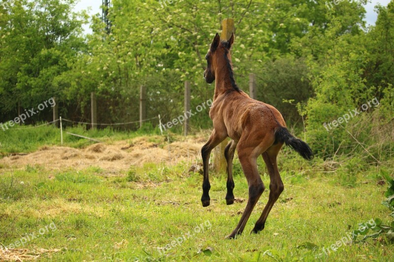 Horse Foal Suckling Brown Mold Thoroughbred Arabian