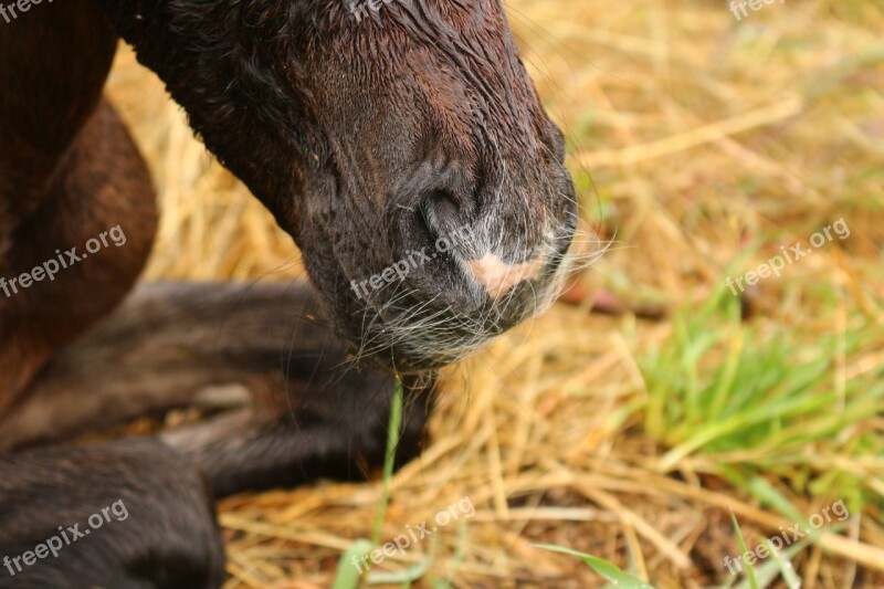 Horse Foal Birth Snout Tasthaare