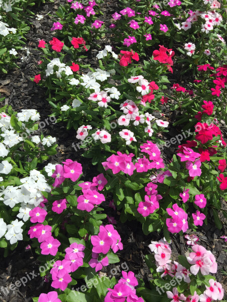 Vinca Flowers Nature Blossom Free Photos