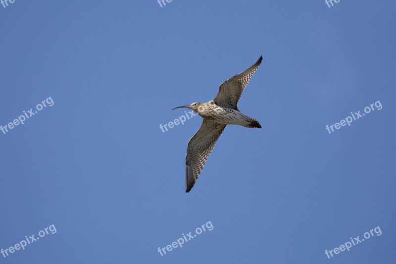 Curlew Bird Wildlife Ornithology Beak