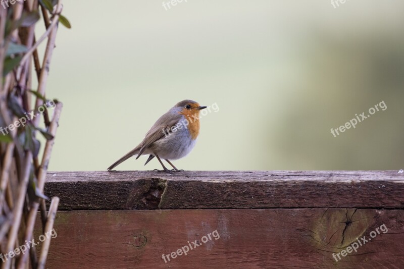 Robin Garden Bird Wildlife Redbreast Erithacus