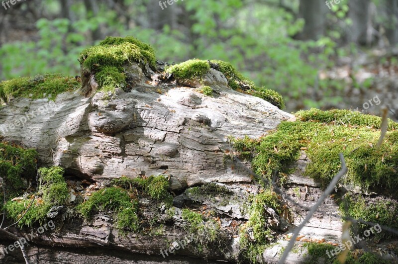 Undergrowth Foam Wood Free Photos