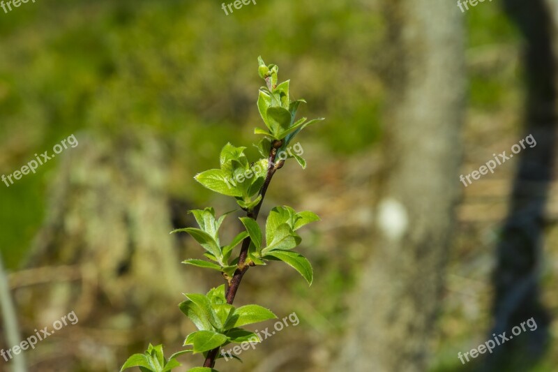 Leaf Leaves In The Spring Of Green Forest